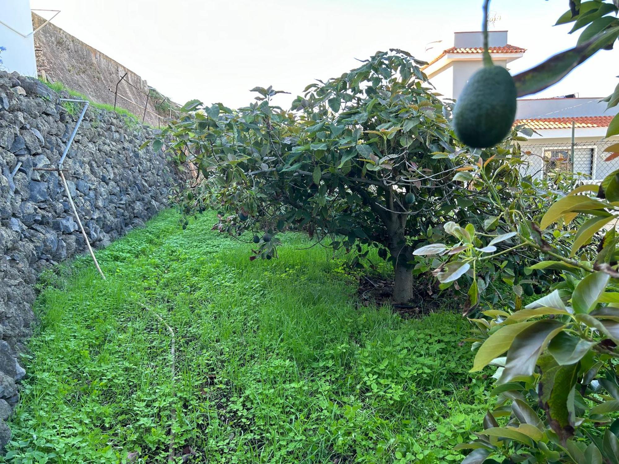 Casa La Oliva Apartman Garachico  Kültér fotó
